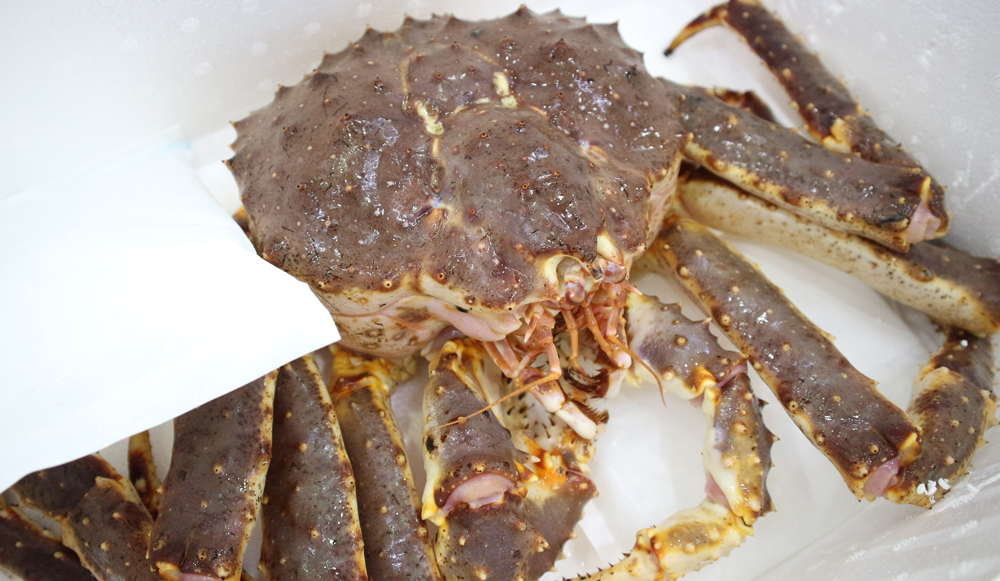 cua king crab đóng sống