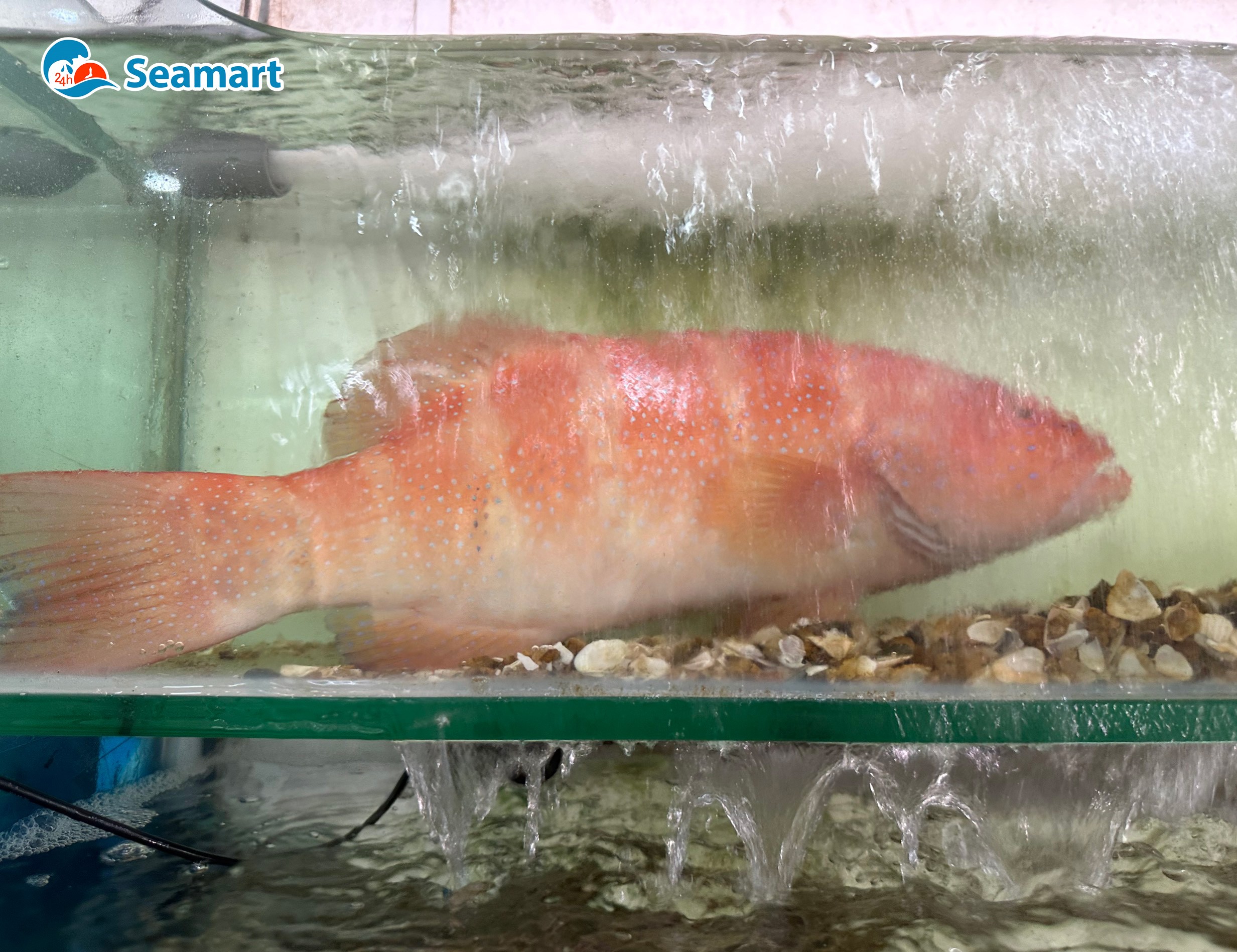 Cá mú sao đỏ sống bơi trong hồ của 24h Seamart