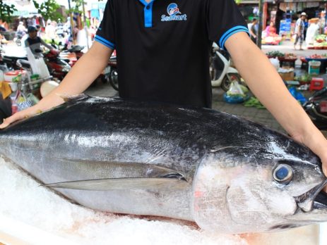 cá ngừ đại dương 35kg